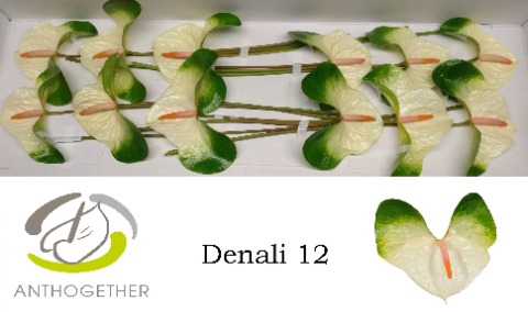 <h4>Anthurium denali</h4>