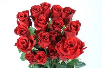 <h4>Rosa ec freedom</h4>