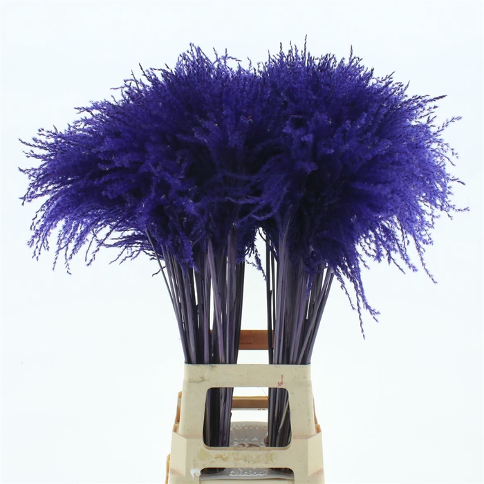 <h4>Dried Stipa Feather Paars</h4>