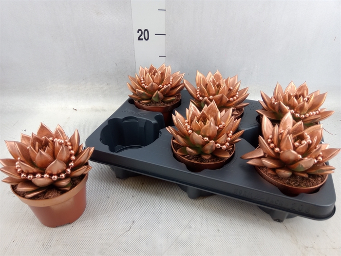 <h4>Echeveria  'Miranda'</h4>