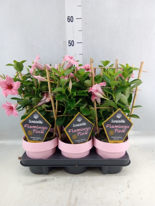 <h4>Mandevilla 'sundavil Cream Pink'</h4>