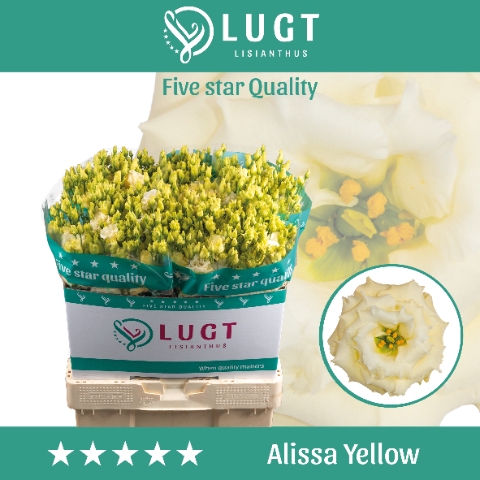 <h4>Eust. Alissa Yellow 544</h4>