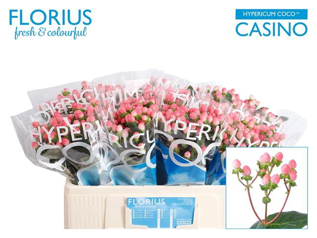 <h4>Hypericum coco casino</h4>