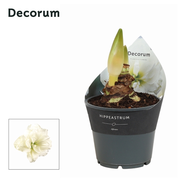 <h4>Hippeastrum Alfresco 2 Knop (Decorum)</h4>