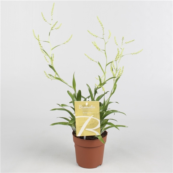 Super Plant Webshop