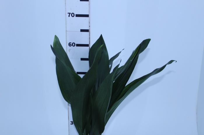 <h4>FOLHAGEM ASPIDISTRA ELATIOR 060 CM</h4>
