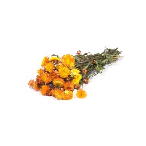 .Helichrysum nat.orange
