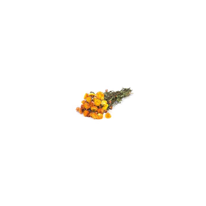<h4>.Helichrysum nat.orange</h4>