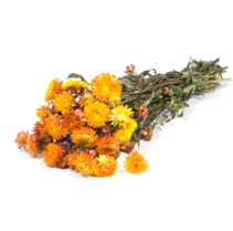 <h4>.Helichrysum nat.orange</h4>