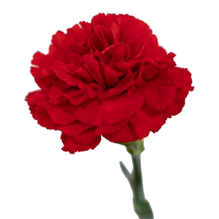 <h4>Di St Red</h4>