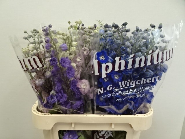 <h4>Delphinium do mix in bucket</h4>