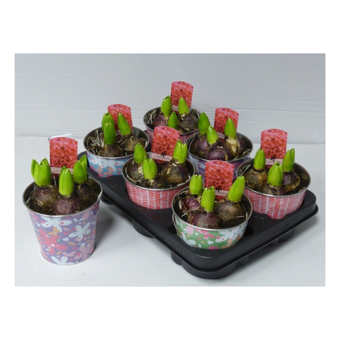<h4>Hyacint Arrangement 12Ø 15cm Zinc</h4>