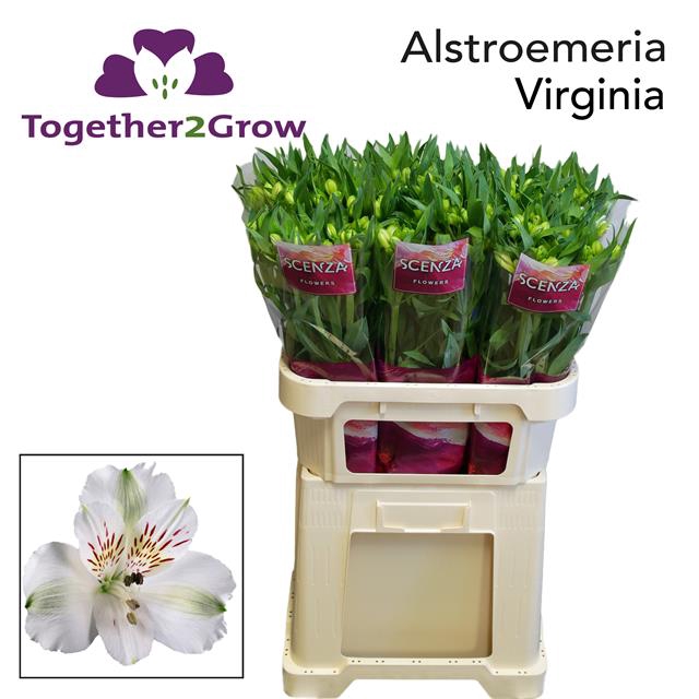 <h4>Alstroemeria virginia</h4>