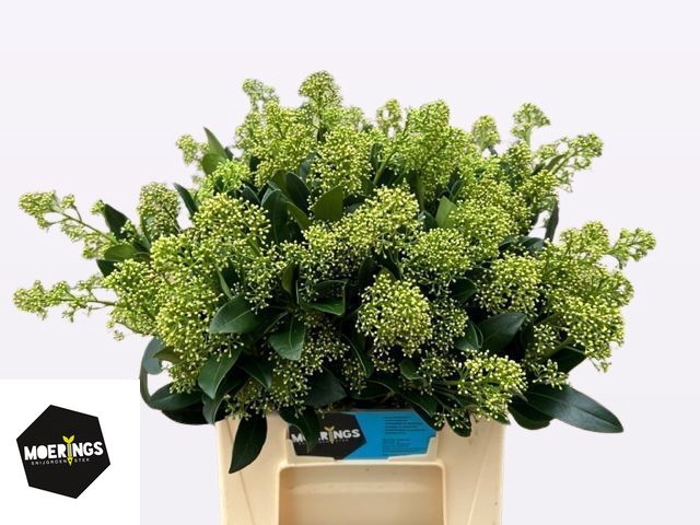 <h4>Skimmia yuki per bunch</h4>