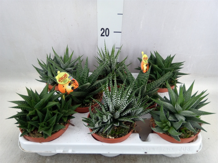 <h4>Haworthia   ...mix</h4>