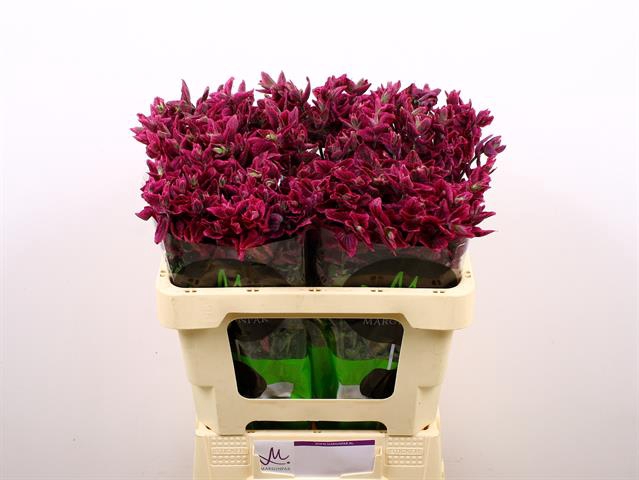 <h4>Salvia pink lagoon</h4>