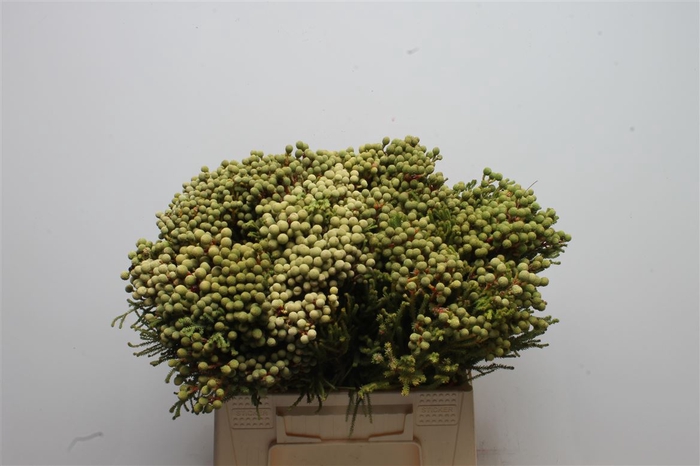 <h4>Kaaps Berzelia Brotanoides</h4>