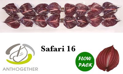 <h4>Anthurium safari</h4>