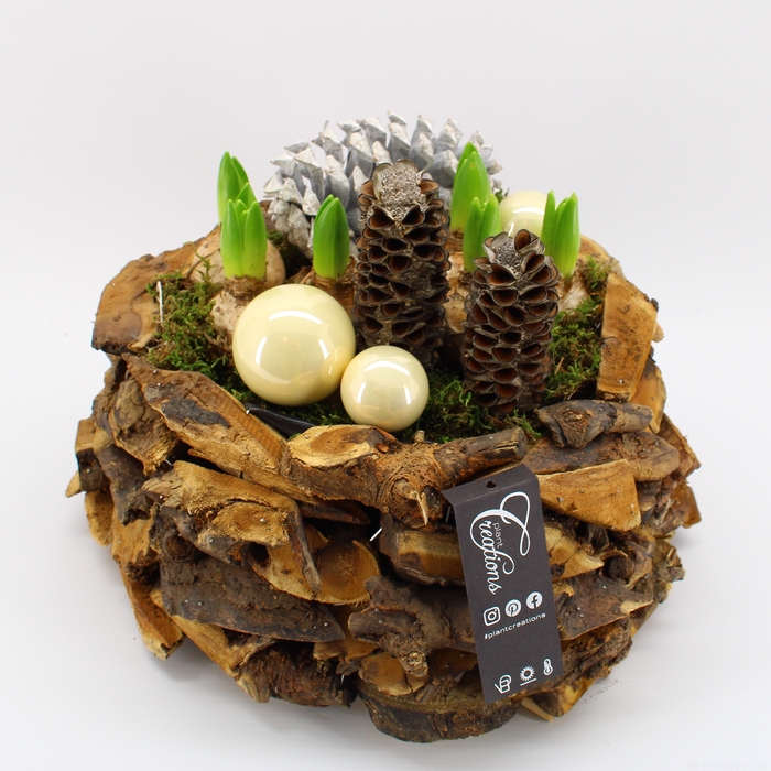 <h4>HYCXM-2312 Hyacint Kerst</h4>