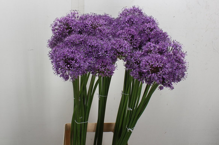 <h4>Allium Gladiator</h4>
