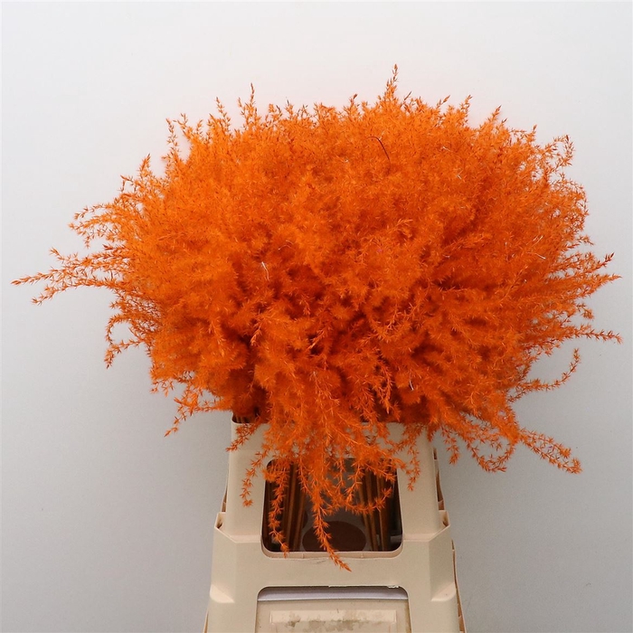 <h4>Dried Stipa Feather Orange</h4>