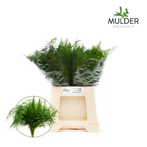 <h4>Leaf asparagus mixbunch</h4>