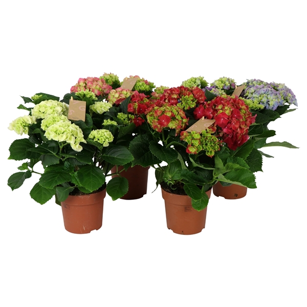 <h4>Hydrangea mix 7/8 flowers</h4>