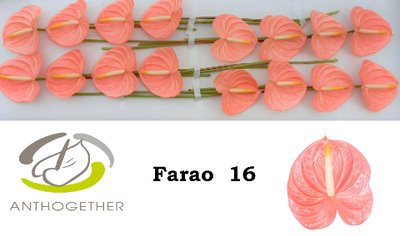 <h4>Anthurium farao</h4>