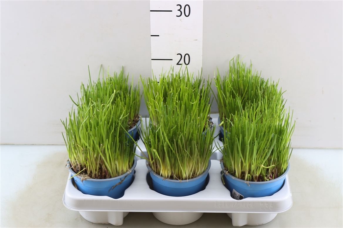 <h4>Allium Schoenoprasum</h4>