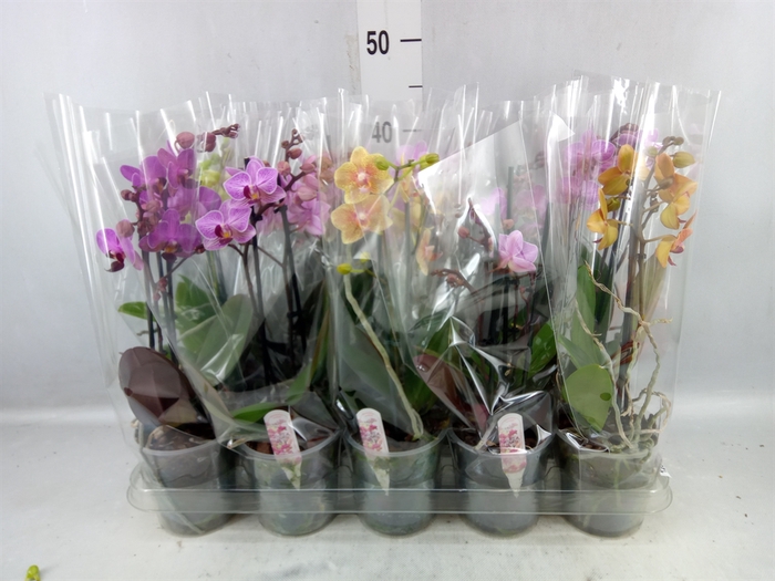 <h4>Phalaenopsis Multi. ...mix 4</h4>