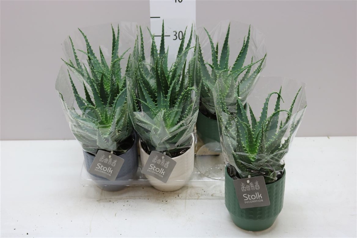 <h4>Aloe Arborescens Expression Keramiek</h4>