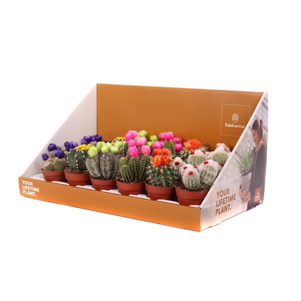 <h4>Cactus stro disco 8,5 cm in showdoos your lifetime plant</h4>