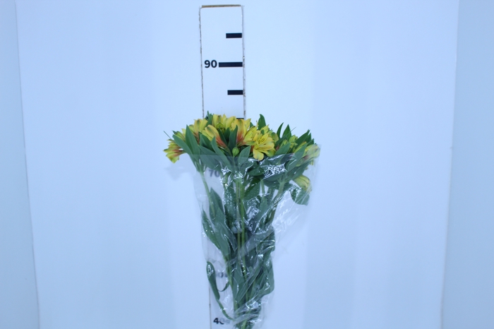 <h4>ALSTROEMERIA CARIBBEAN 080 CM</h4>