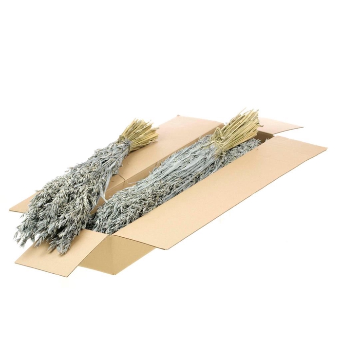 <h4>Haver (avena) SB grey misty</h4>