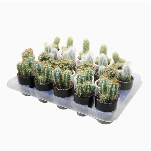 <h4>Cactus mix 5,5 cm. in wit,zwart en grijze pot</h4>