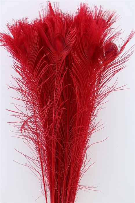 <h4>Deco Stem Feather Peacock Red</h4>
