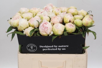 <h4>Paeonia brother chuck</h4>