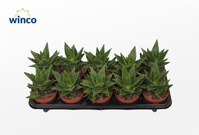 <h4>Aloe Mitriformis</h4>
