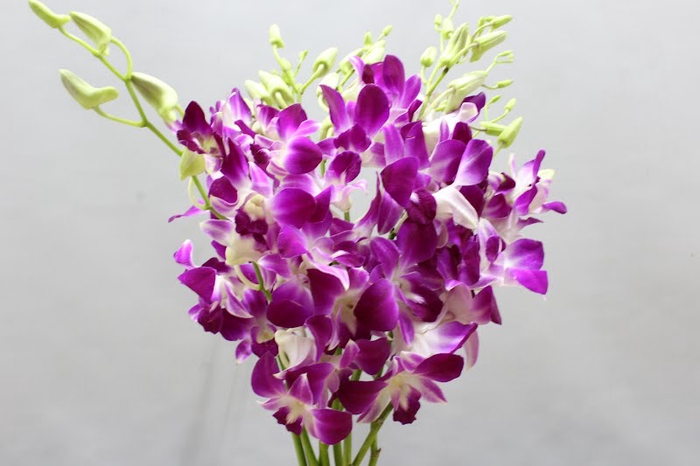 <h4>Dendrobium sonia</h4>