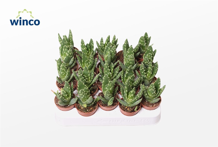 <h4>Aloe Variegata Magic</h4>