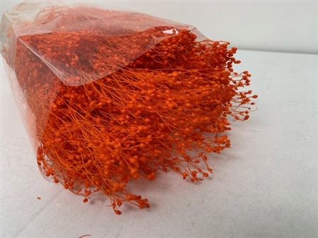 <h4>Dried Broom Bloom Orange</h4>
