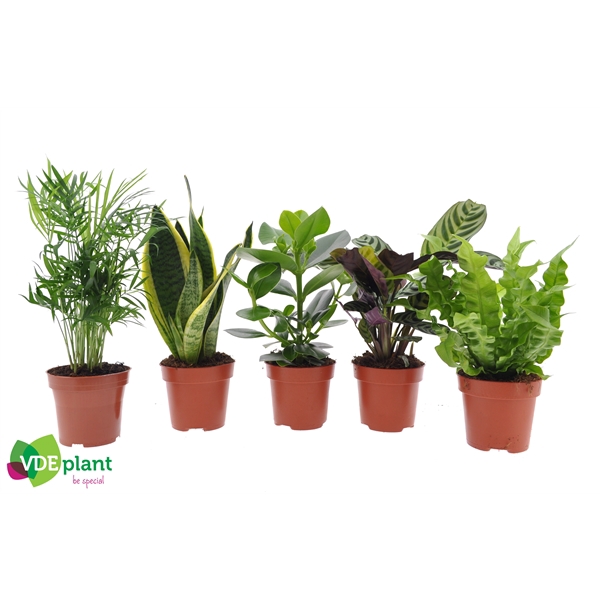 Indoor Plant Mix - 3 Plants - House / Office Live Potted Pot Plant Tree (Mix D) 