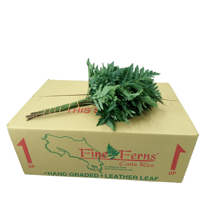 <h4>LEDERVAREN EXTRA FINE FERNS</h4>