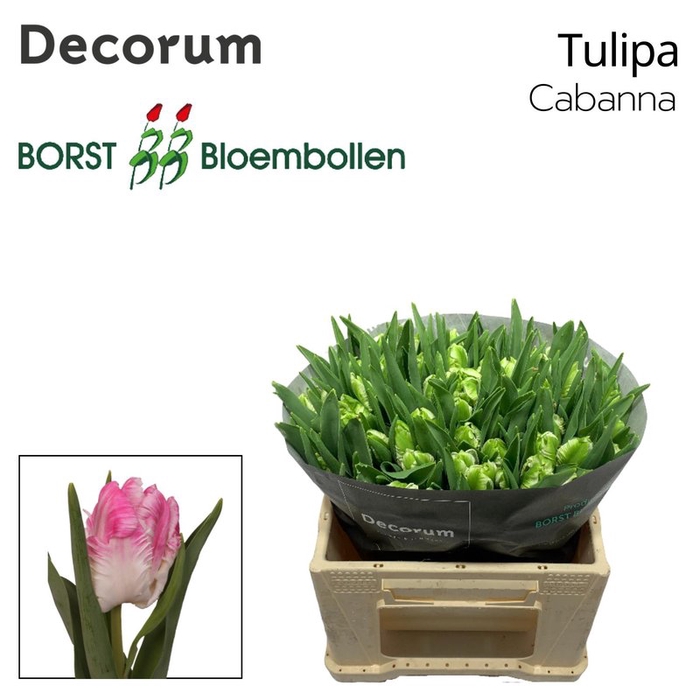 <h4>Tulipa pa cabana</h4>
