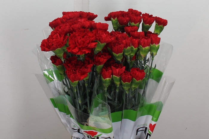 <h4>Di St Red Gransole</h4>