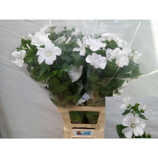 <h4>Lavatera per stem white</h4>