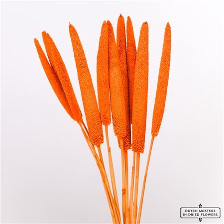 <h4>Dried Babala 10pc Orange Bunch Slv</h4>