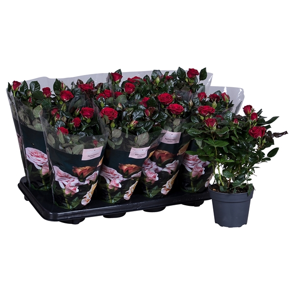 <h4>Nolina Roses Ø 13 cm Red st. 1-2</h4>