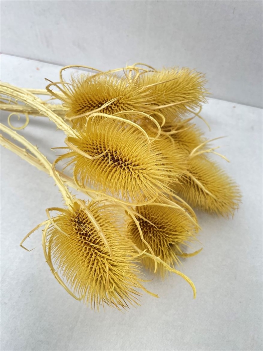 <h4>Dried Echinops Bleached Yellow (8st P Bunch)</h4>