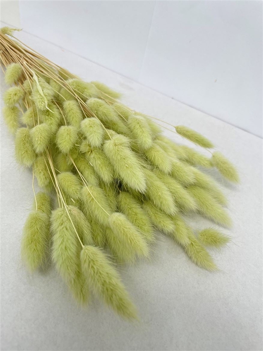 <h4>Dried Lagurus Bleached Light Green Bs</h4>